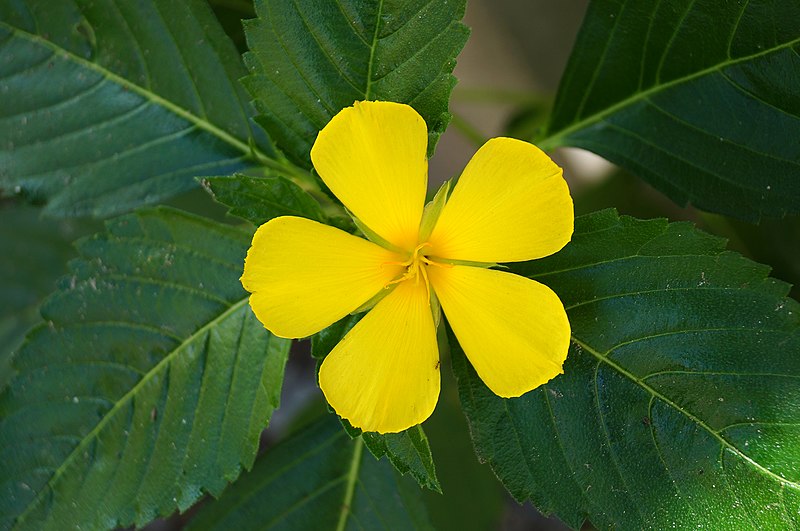 File:Turnera ulmifolia 01.JPG