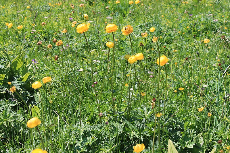 File:Trollius europaeus Bestand.jpg