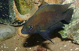 Variabilichromis