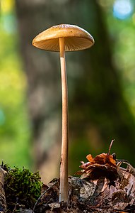 Wald-Kahlkopf (Psilocybe pelliculosa)-20191014-RM-112540