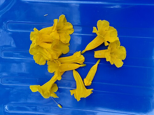 Yellow flowers are kept on blue background