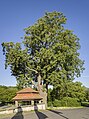 * Nomination "Church lime tree" natural monument and cistern at the pilgrimage church of the Visitation of the Virgin Mary near Limbach --Plozessor 03:05, 16 October 2024 (UTC) * Promotion  Support Good quality. --XRay 04:24, 16 October 2024 (UTC)