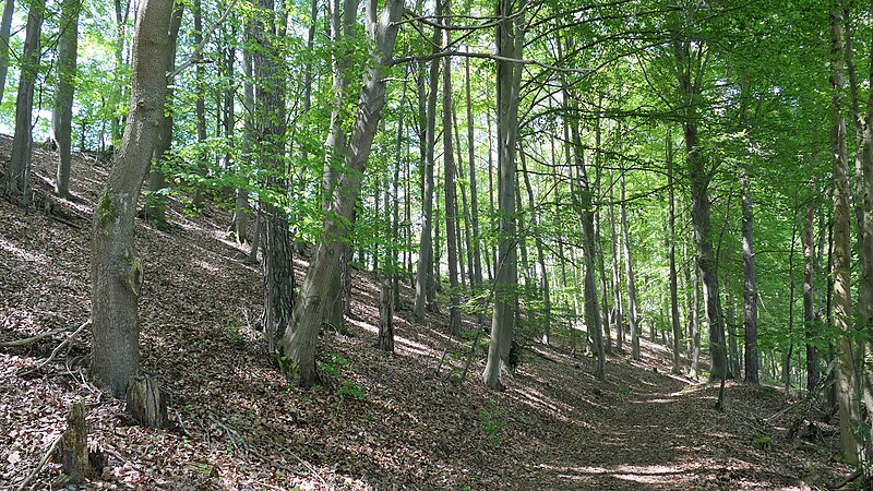 File:Naturschutzgebiet Hasenwinkel bei Fretterode (2).jpg