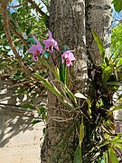 Orquideas en Coche, Caracas Venezuela 2024 (1).jpg