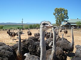 Autruches dans une ferme d'élevage à Oudtshoorn, en province du Cap-Occidental en Afrique du Sud. La capitale du désert du petit Karoo fut il y a un siècle Capitale de la plume d'autruche. (définition réelle 2 048 × 1 536)