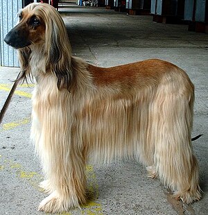 Afghanischer Windhund