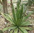 Agave caribaeicola