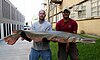 Alligator gar