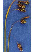 Carex paupercula