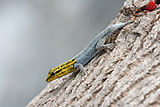 Lygodactylus luteopicturatus, en omkring 7 cm lang gekko, med regenerert halestump