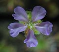 Drosera paradoxa