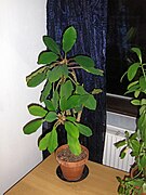 Madagascar jewel growing in my guest room.