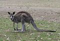 Keleti szürke óriáskenguru (Macropus giganteus)