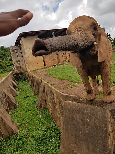 File:Elephant at Jos, WildLife Park.jpg