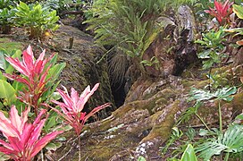 Épinard hawaïen aux feuilles rouges dans le monument d'État de Lava Tree.