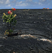 ʻŌhiʻa sur une coulée de lave à Kalapana.