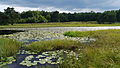 Natuurreservaat (ven) Blankes Flat, stadsdeel Esperke