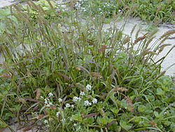 Otaharjasheinä (Cenchrus echinatus)