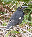 Lord Howe Island Currawong