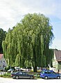 Weeping Willow at Weinheim, Germany