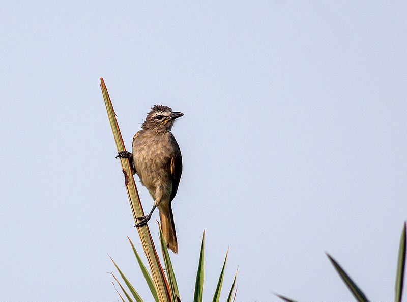 File:White browed bulbul-4E.jpg