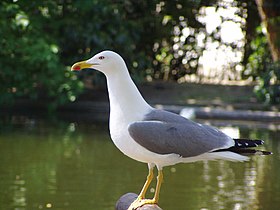 Gaivota-de-patas-amarelas