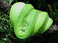 Morelia viridis im Zoo Berlin, aufgenommen 2008 mit Canon PowerShot A710 IS.