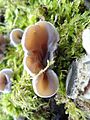 Auricularia mesenterica