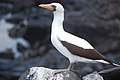 Nazca booby