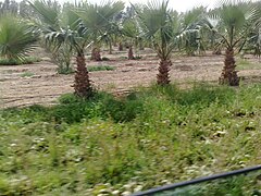 Farm of Washingtonia robusta palm trees