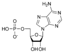 Chemical structure of adenosine monophosphate