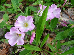 Agersnerle (Convolvulus arvensis).