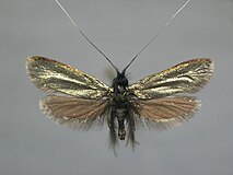 Mounted specimen