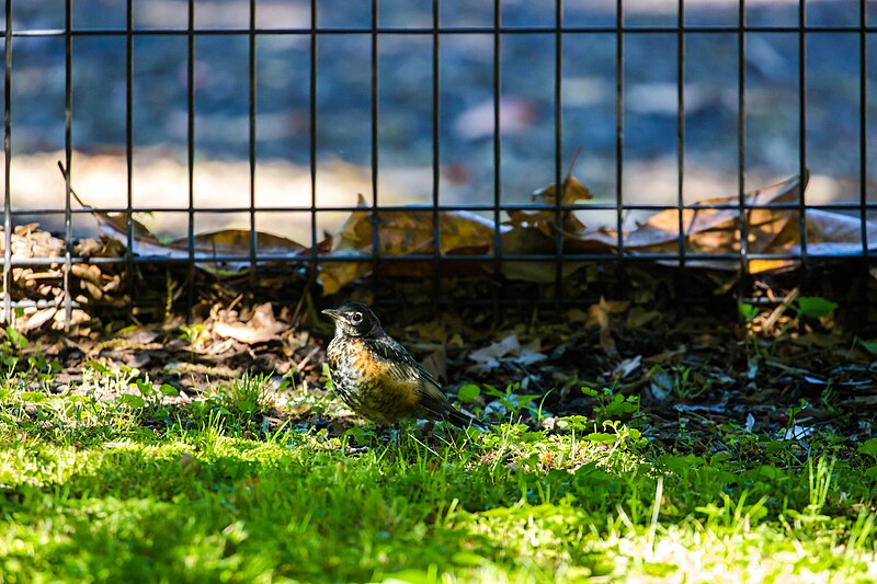 File:American robin (51238033295).jpg