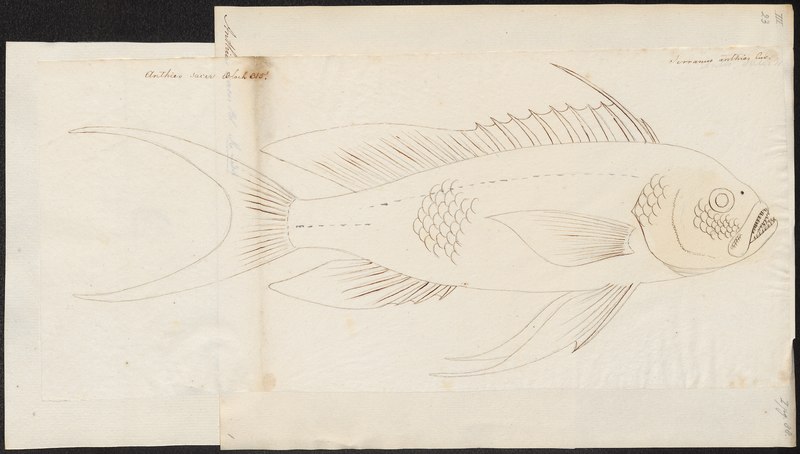 File:Anthias sacer - 1774-1804 - Print - Iconographia Zoologica - Special Collections University of Amsterdam - UBA01 IZ12900139.tif