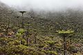 Araucaria humboldtensis creixent en altitud