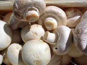 button mushroom or champignon (Agaricus bisporus)