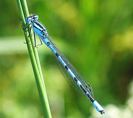 Paprastoji mėlynoji strėliukė (Enallagma cyathigerum), patinas