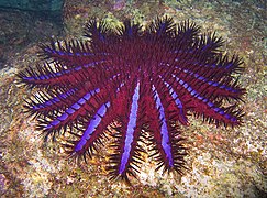 Doornenkroon (Acanthaster planci)