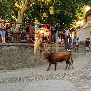 Festejo taurino en Villasbuenas de Gata.jpg