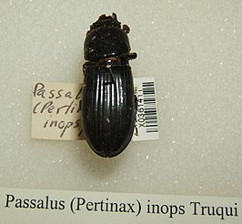 Passalus inops