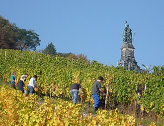 Weinlese, im Hintergrund das Niederwalddenkmal