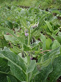 A fekete nadálytőlé (Symphytum officinale) tápláló, növekedés- és virágzásserkentő.