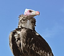 Geier (hier: Wollkopfgeier)