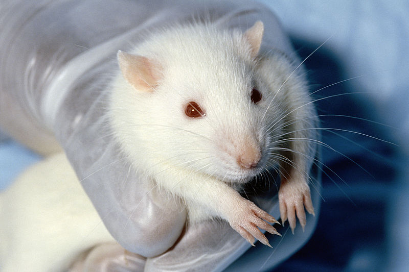 File:Wistar rat.jpg