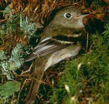 YellowbelliedFlycatcher23.jpg