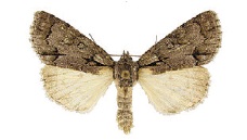 Acronicta grisea