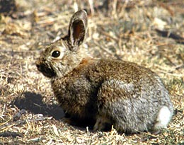 Lepus americanus