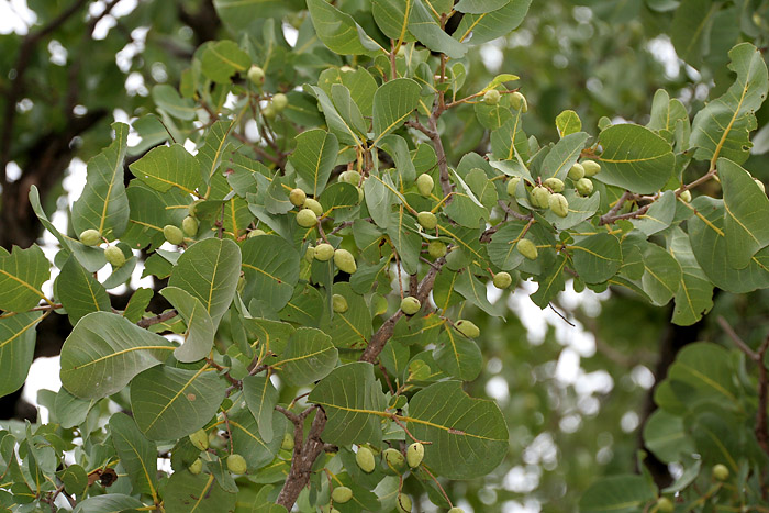 File:Terminalia muelleri leaves in Talakona, AP W IMG 8296.jpg