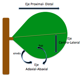 Figura 4. Ejes en el desarrollo de las hojas